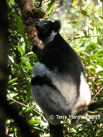 Andasiba/Mantadia/Perinet National Parks