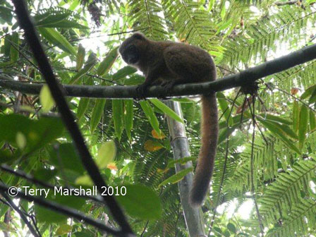 Ranomafana National Park