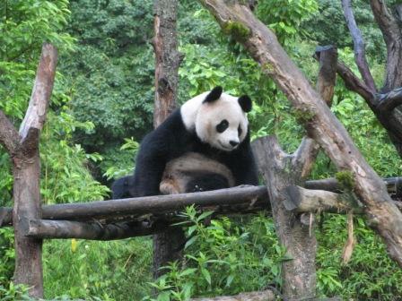 Giant Pandas