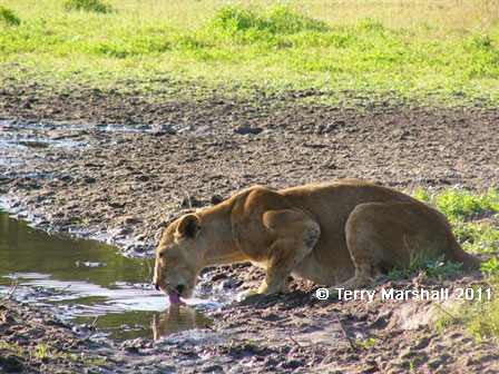 Click to enlarge Selous Game Reserve