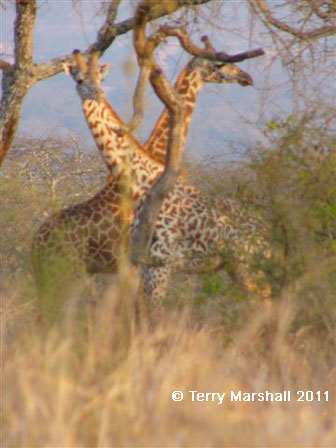 Click to enlarge Akagera National Park