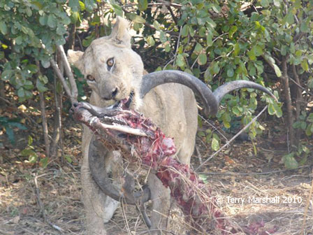 South Luangwa National Park
