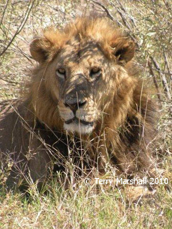 Click to enlarge Moremi Game Reserve