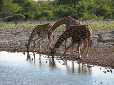 Etosha National Park