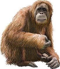 Orangutan