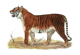 Bengal Tiger